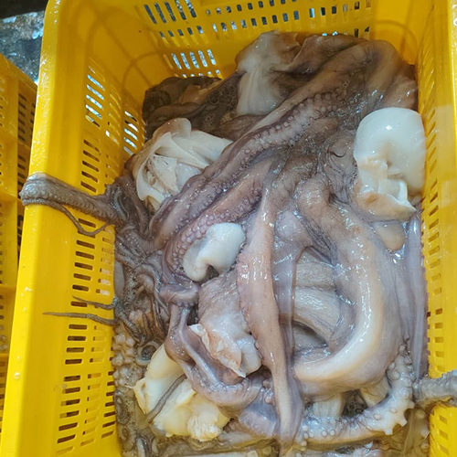 Moroccan Cephalopods