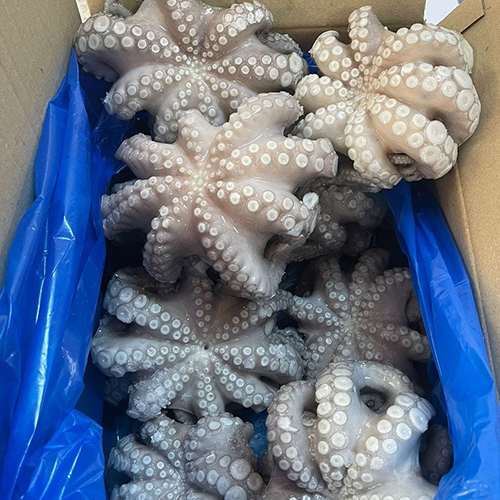 Moroccan octopus exporter
